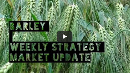 Barley Market Strategy Update