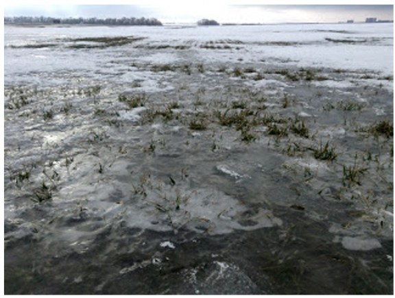 Muddy flooded field