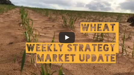 Wheat Market Strategy Update