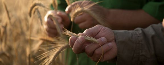 Grain Brokers grain in hand