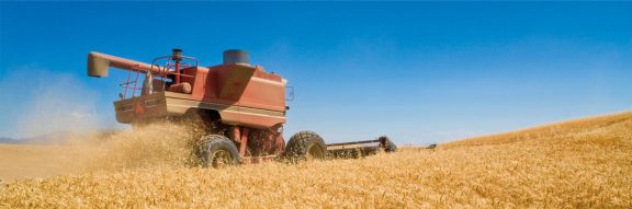 Grain being harvested